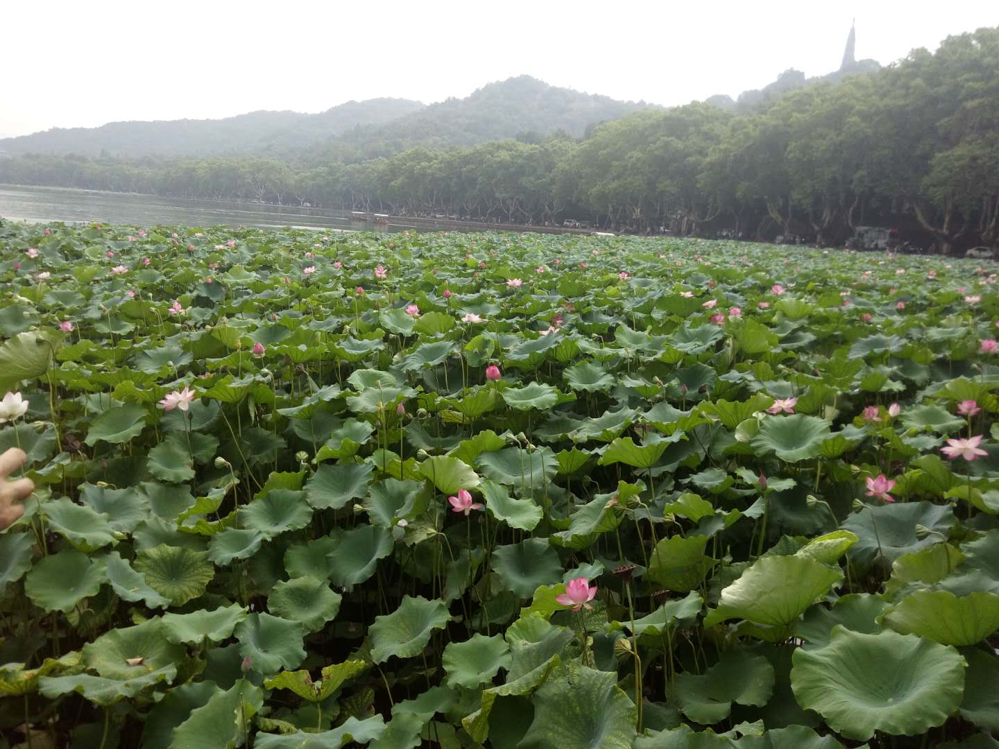 微信图片_20180802160620.jpg