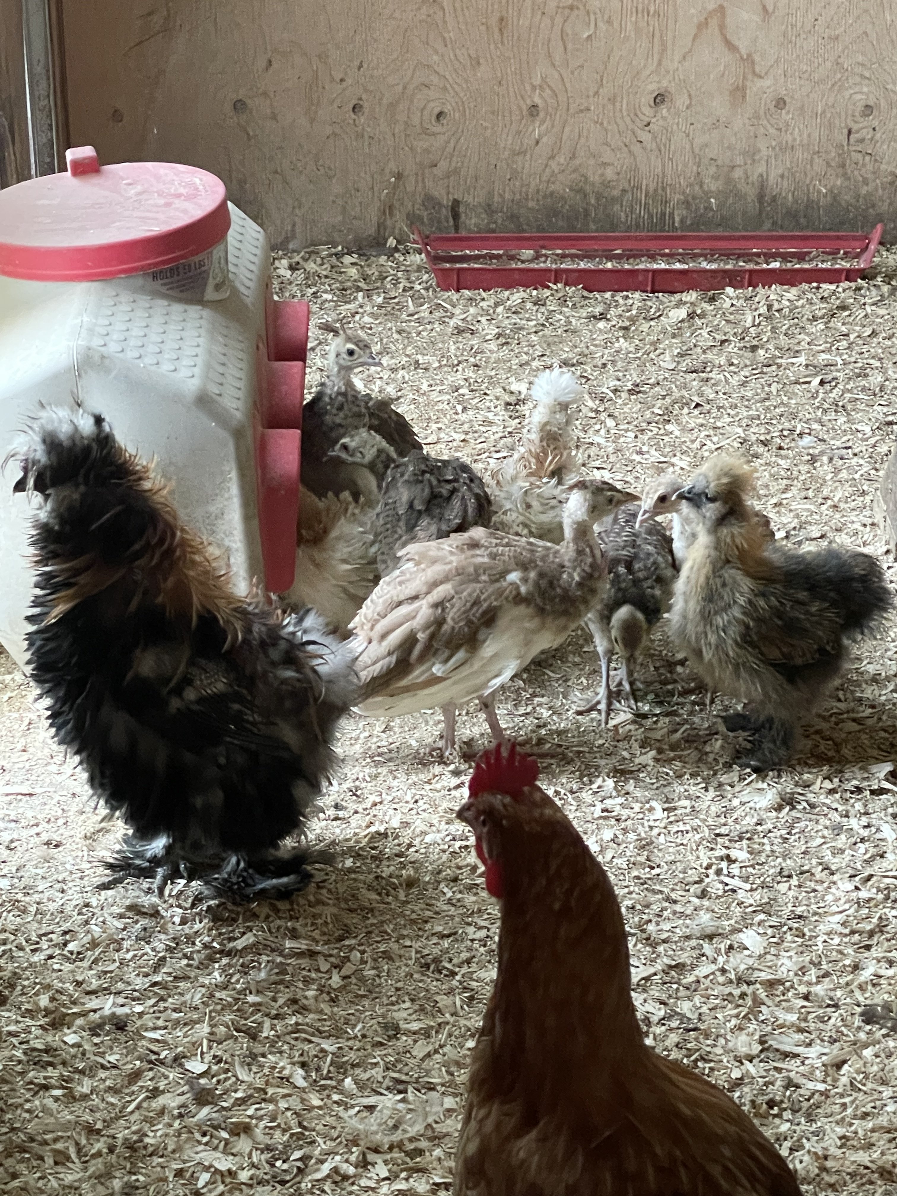 2022 Baby chicks