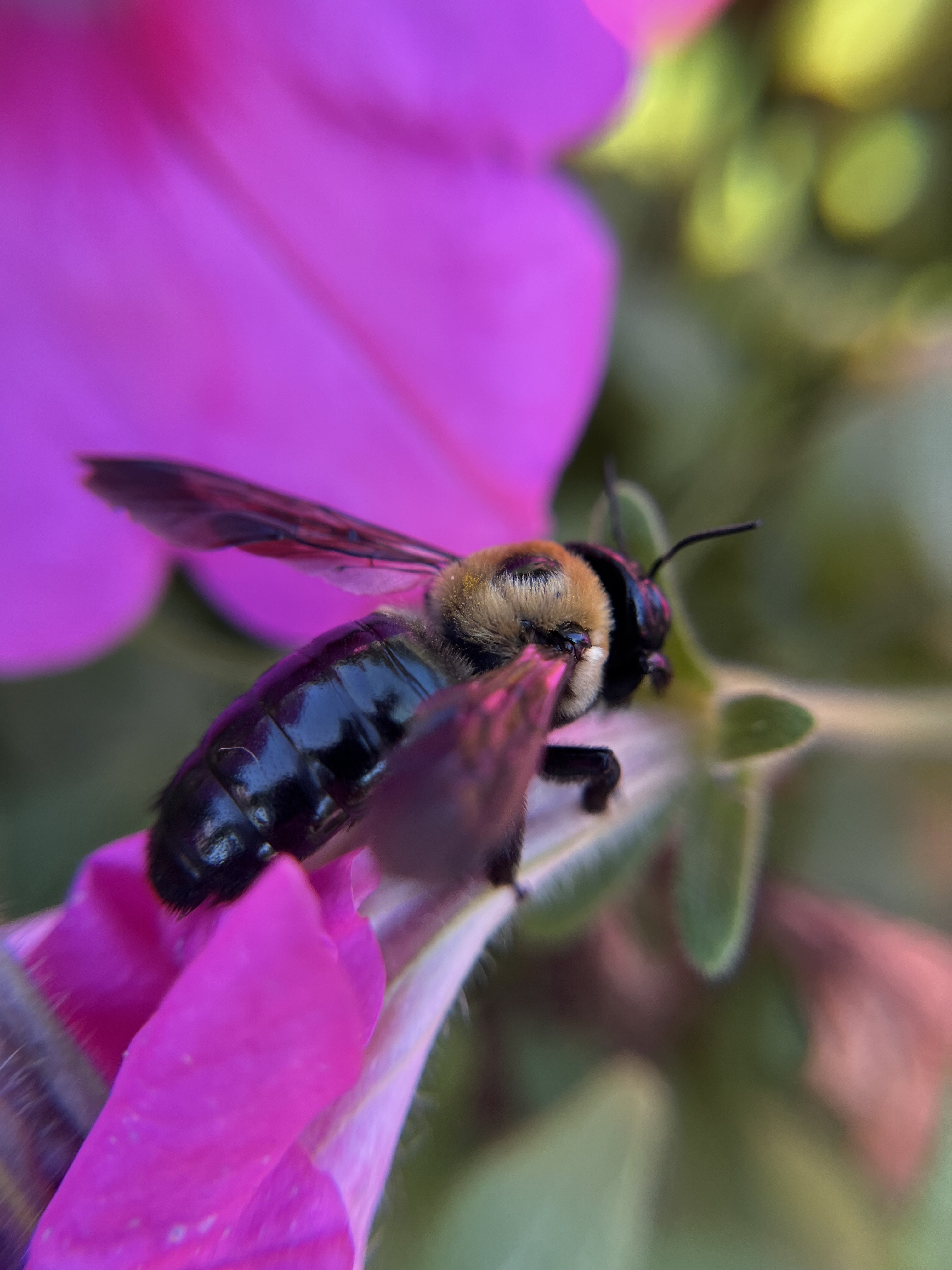 Carpenter Bee