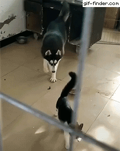 CAT VS DOG