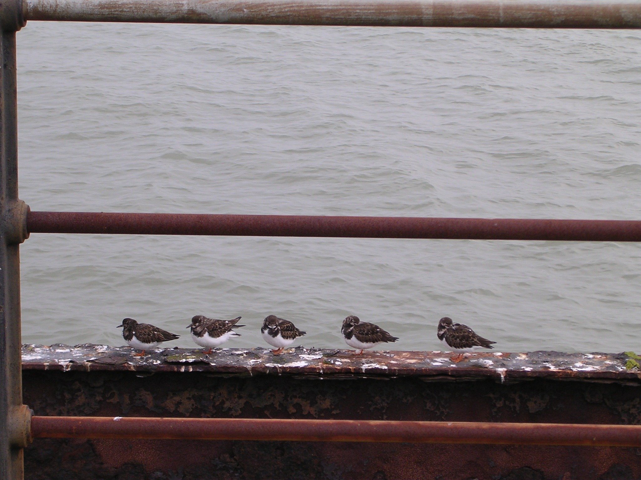 DSCN0444.JPG