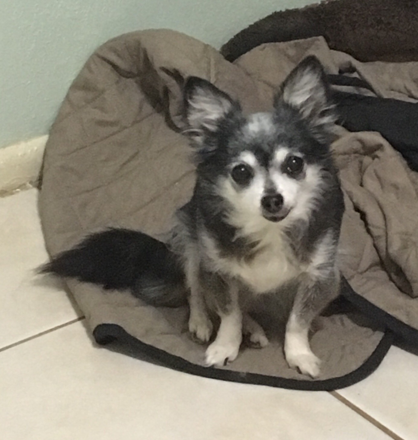 Fifi