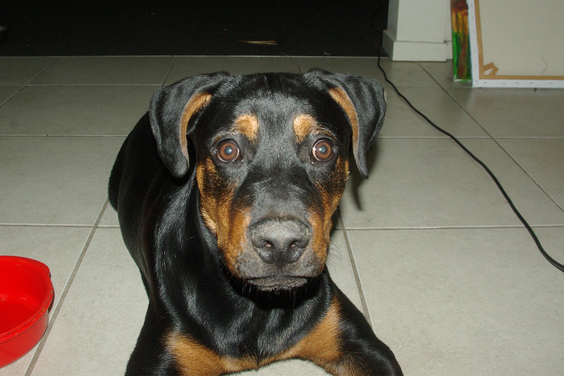 jacky-boy.jpg