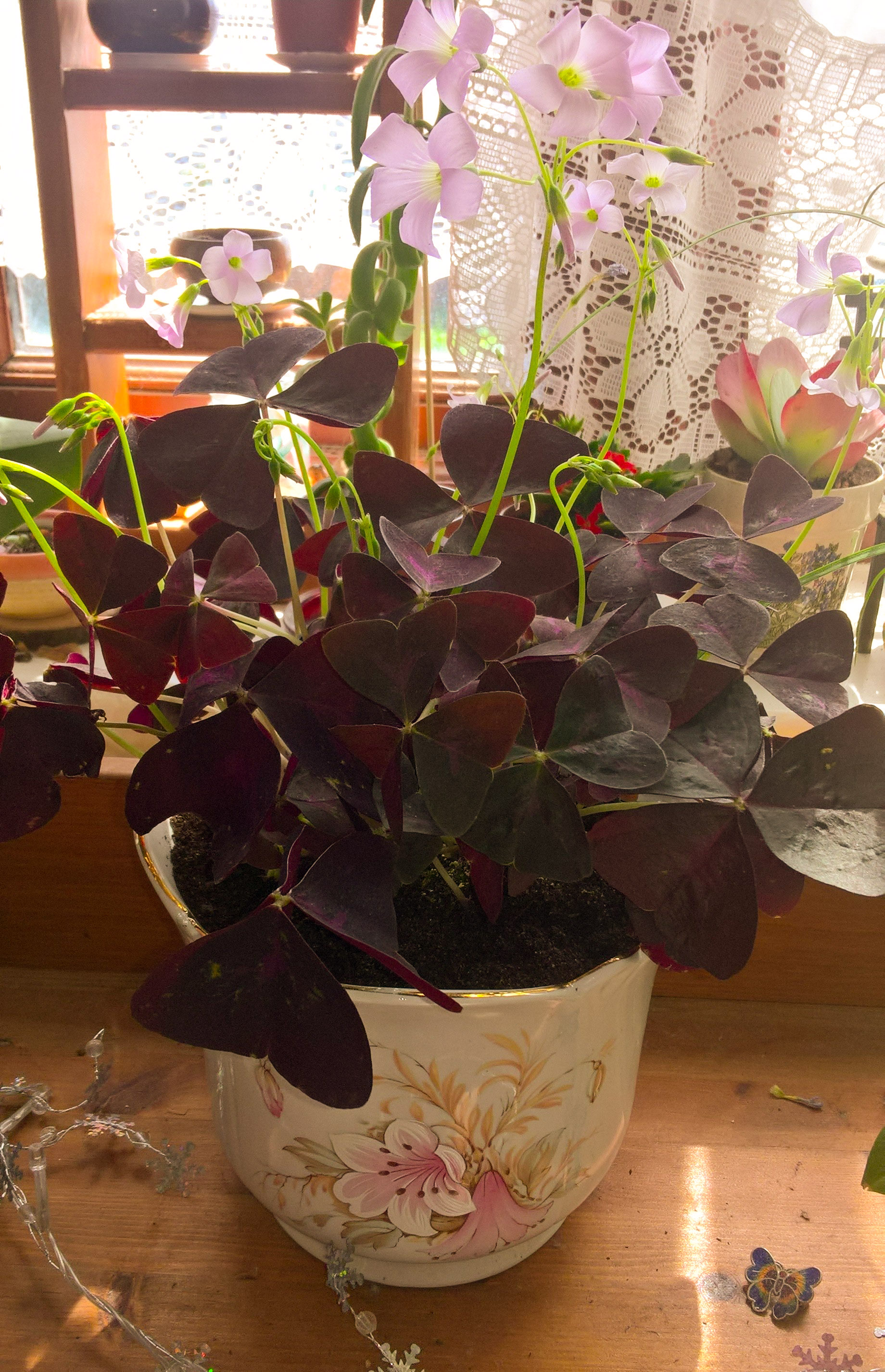 Oxillis plant.