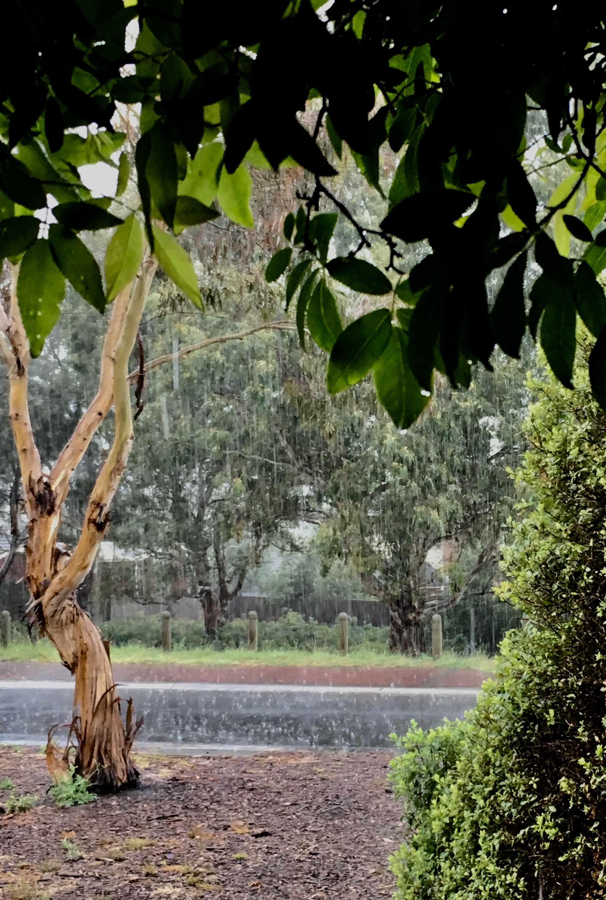 Rain