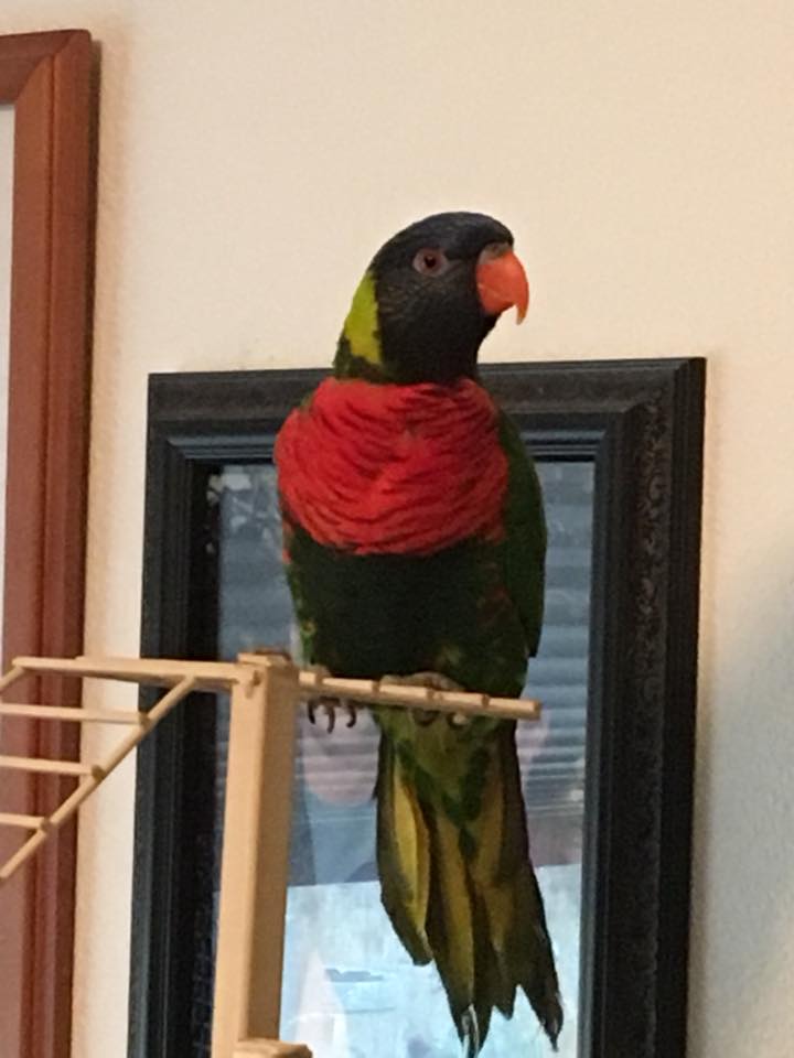Rainey Lorikeet.jpg