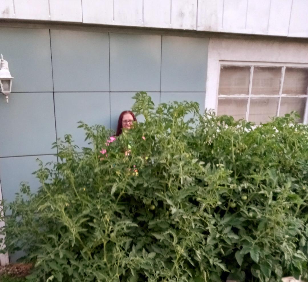 tomato 3.jpg