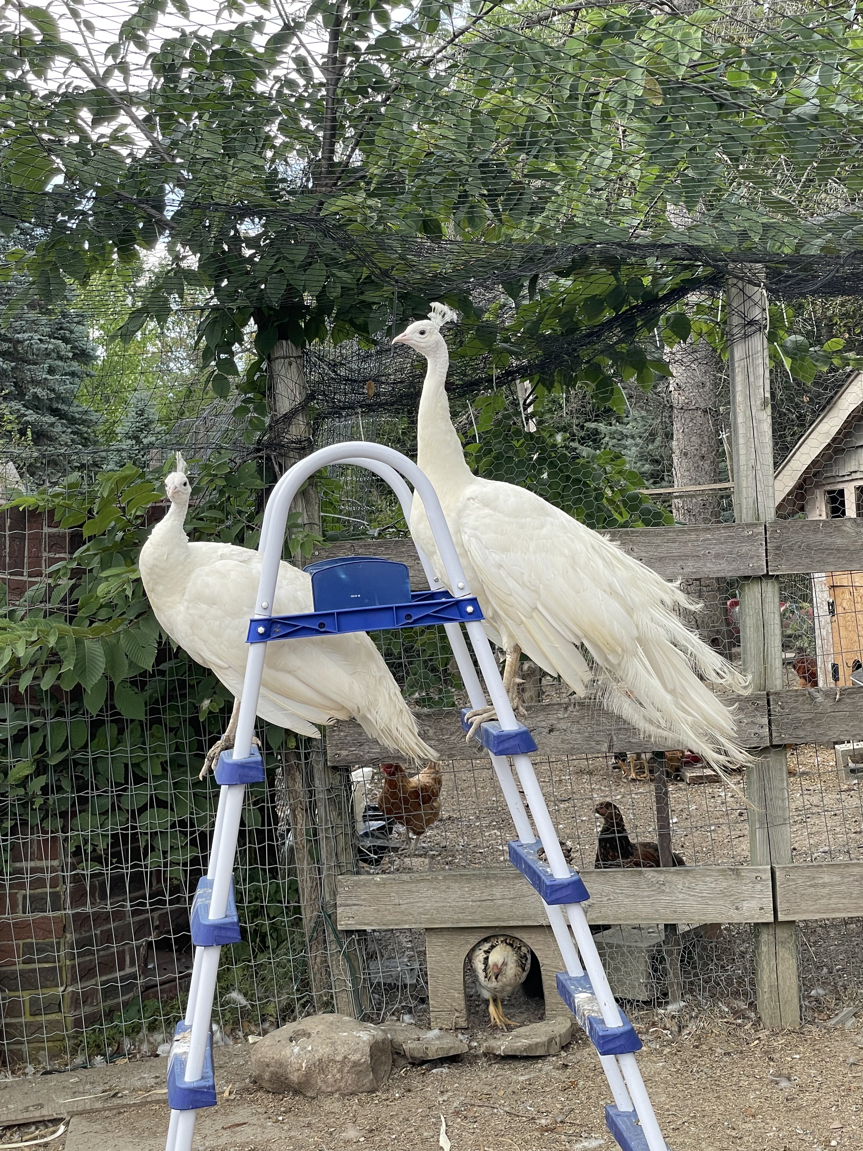 White peafowl